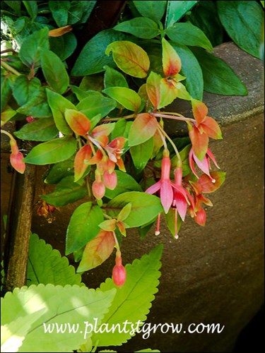 This was growing in a little too much shade so the foliage color is not as bright. Which helps to a certain extent because they stand out better.